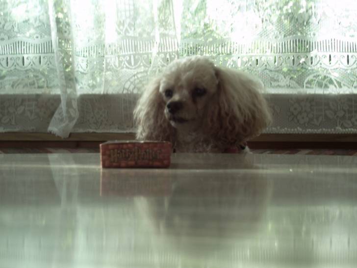 Orphée - Caniche (13 ans)