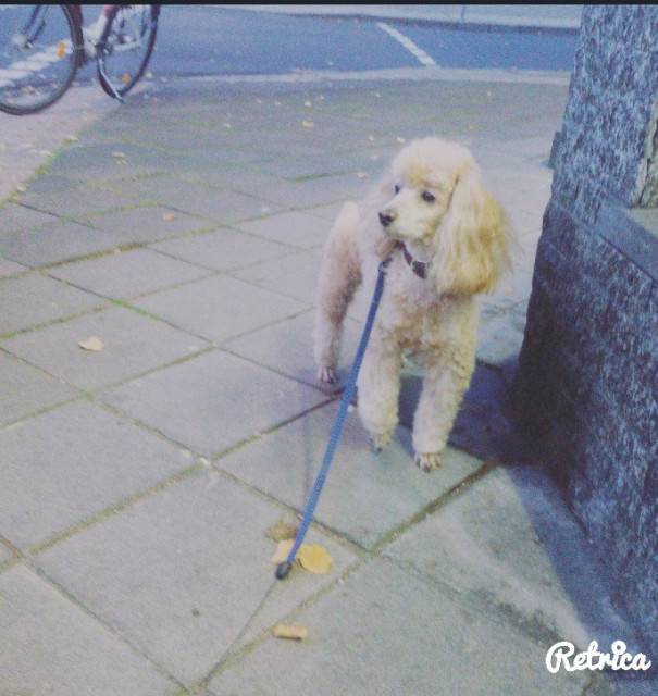 Tchipi - Caniche Mâle (8 ans)
