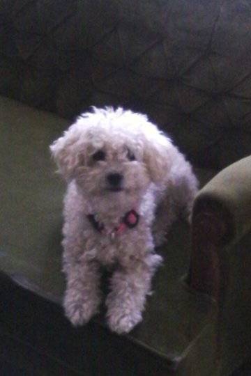 Reyna - Caniche (9 ans)