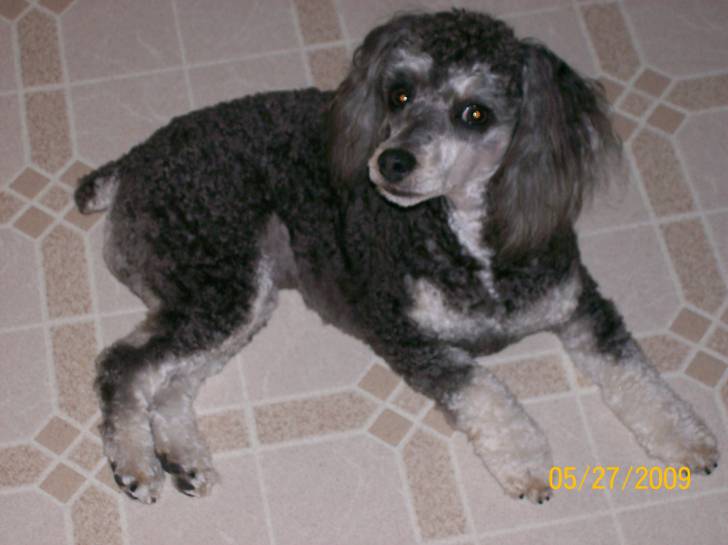 tuffy - Caniche Mâle (8 ans)