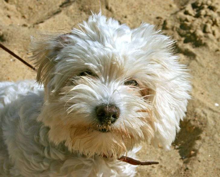 Le Caniche - Caniche