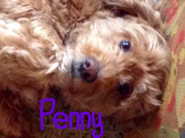 Penny - Caniche (5 ans)
