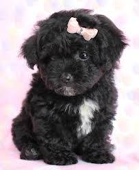 rosebud - Caniche (1 mois)