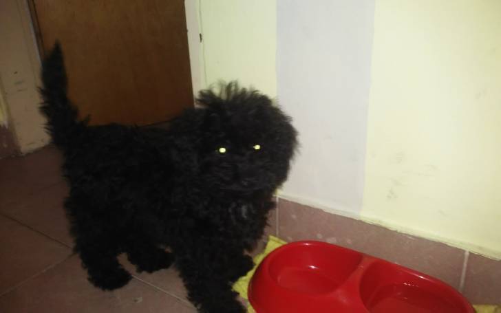 Aika - Caniche (2 mois)