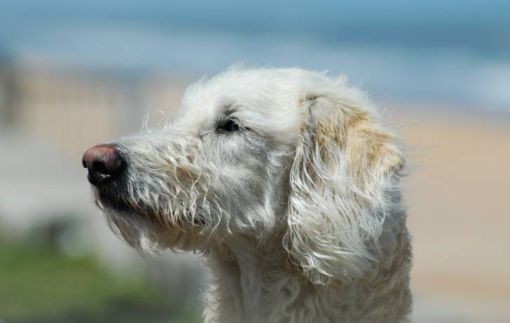 Photo Caniche