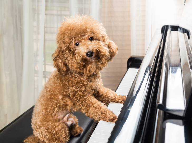 Un Caniche pose face à un piano
