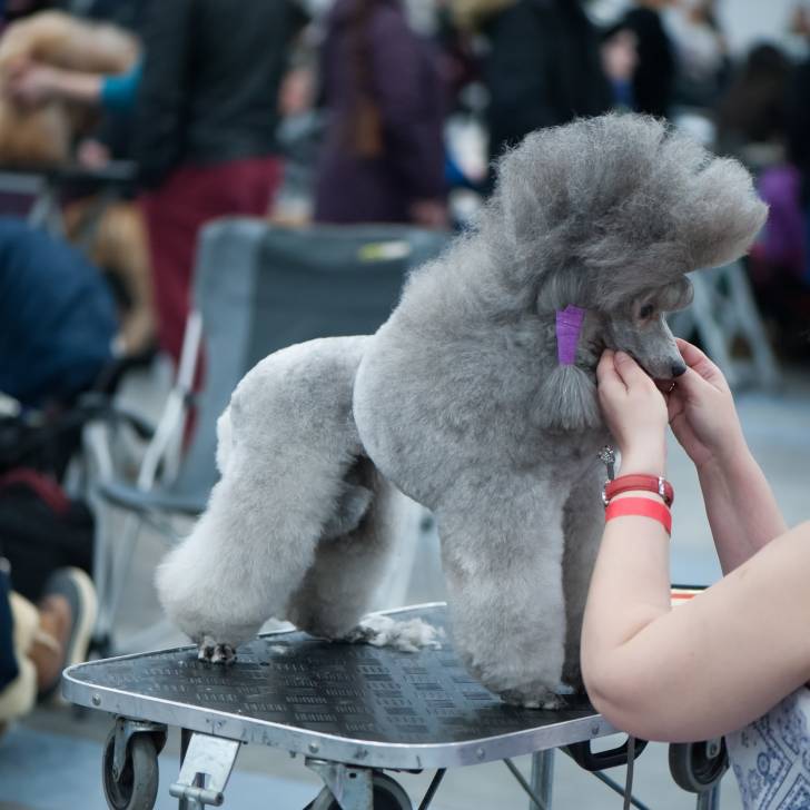 Photo Caniche