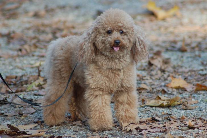Photo Caniche