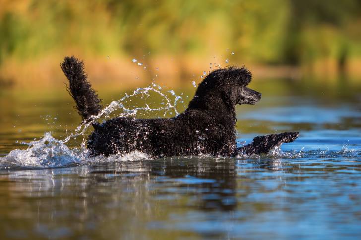 Un Caniche noir nage dans un fleuve