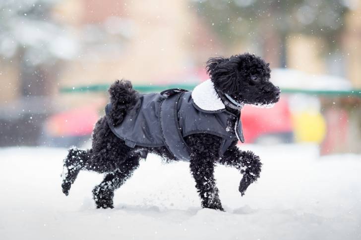Un Caniche avec une veste pour chien se promène sous la neige