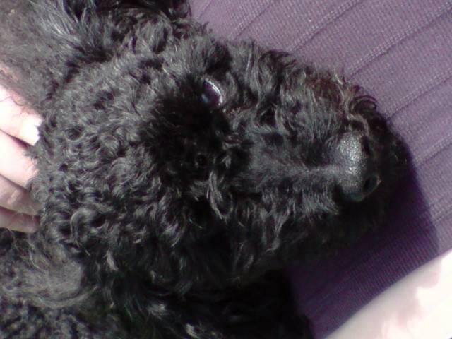 fifi - Caniche (1 an et 2 mois)