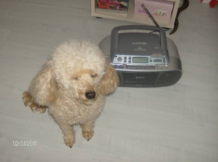 Fifi - Caniche (8 ans)