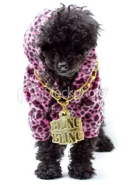 Calipso - Caniche (3 ans)