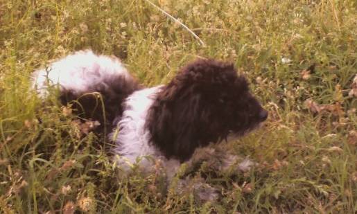 ChocolateChip - Caniche Mâle (8 ans)