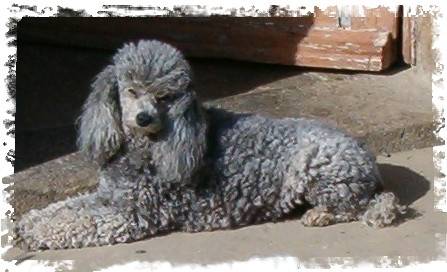 Benjy - Caniche Mâle (11 ans)