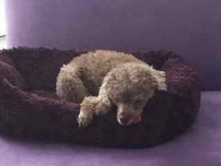 Diogi - Caniche Mâle (7 ans)