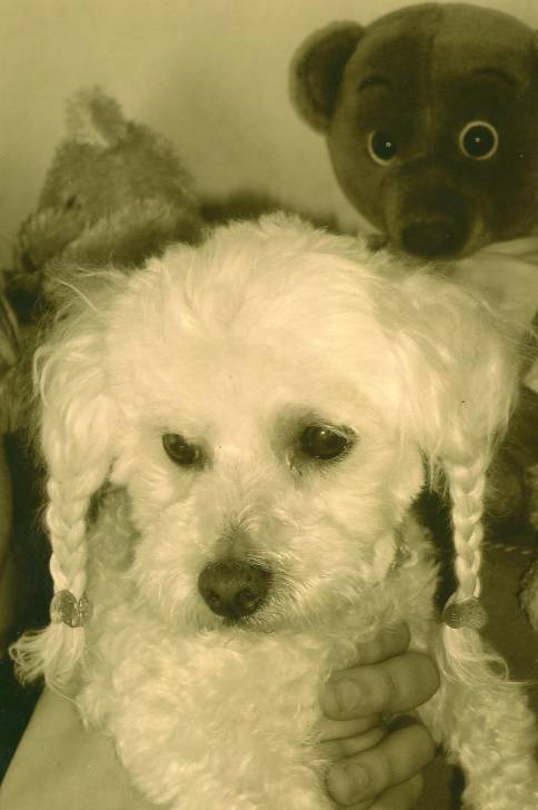 Joye (dcd) - Caniche (16 ans)