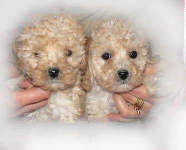 bella - Caniche (1 mois)