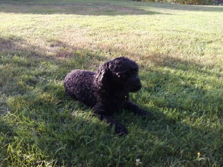 salamesh - Caniche Mâle (9 ans)