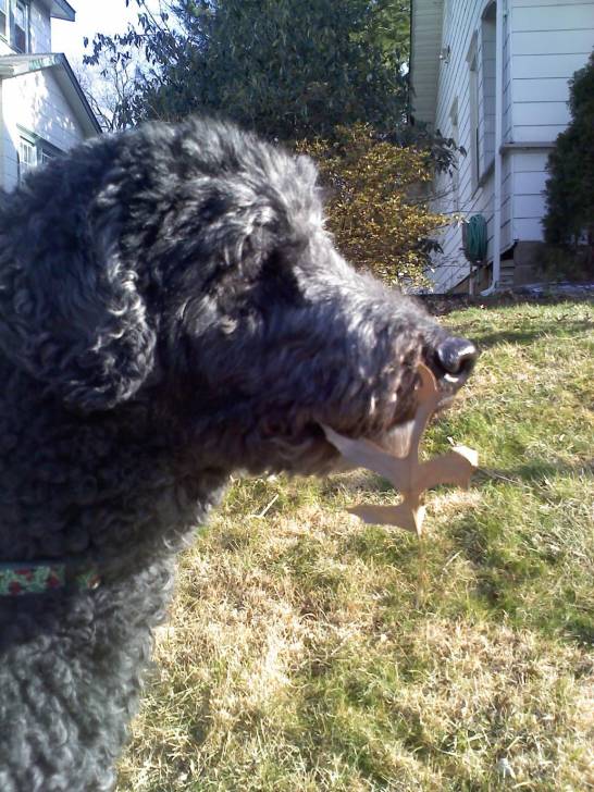 Argus - Caniche Mâle (10 ans)
