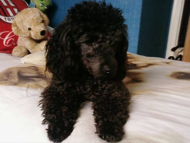 Darkos - Caniche Mâle (1 an)
