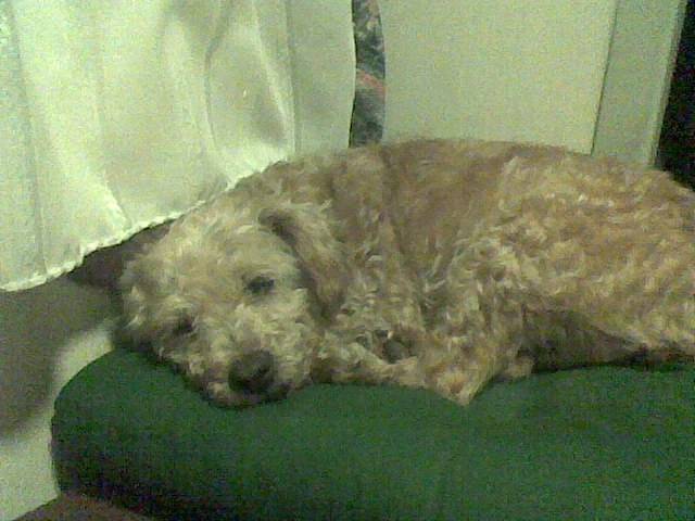 libellule - Caniche (10 ans)