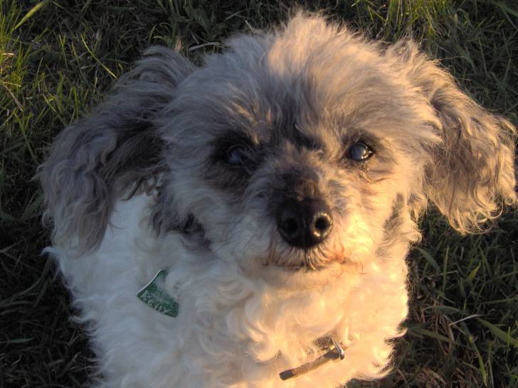 kelly - Caniche (1 an)