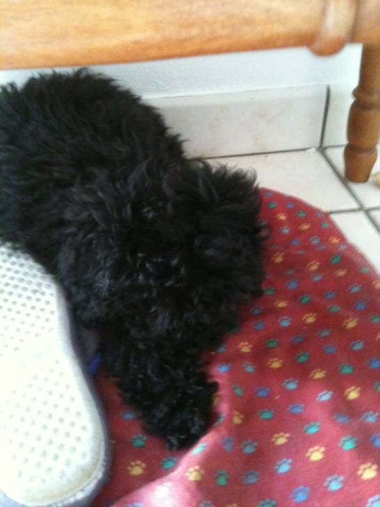 Galaxye - Caniche (6 mois)