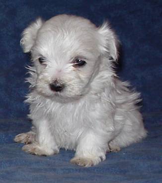 stacy - Caniche (3 mois)