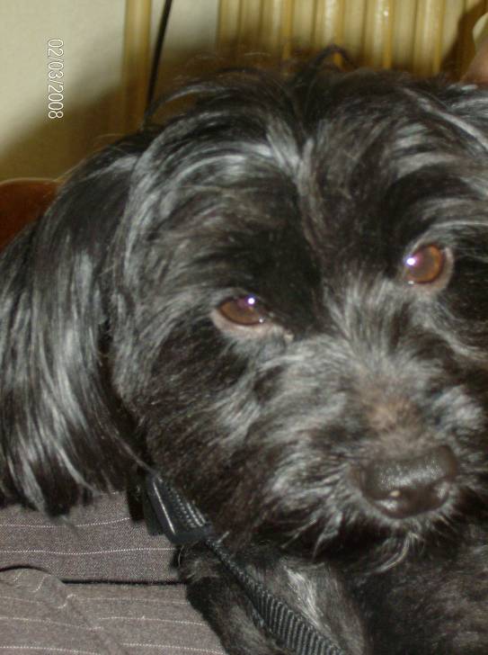 Théo - Caniche Mâle (2 ans)
