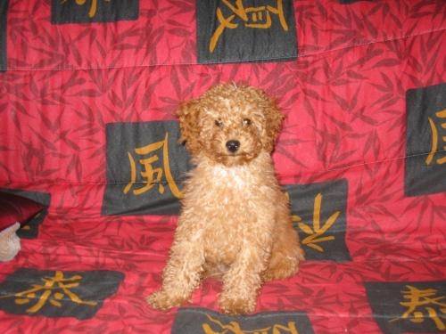 iko - Caniche Mâle (1 mois)