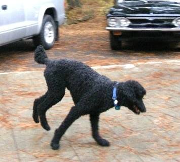 Mindy - Caniche (5 ans)