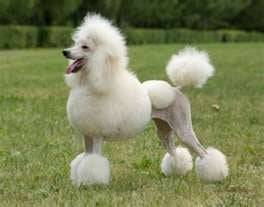 Princess Diva - Caniche (2 ans)