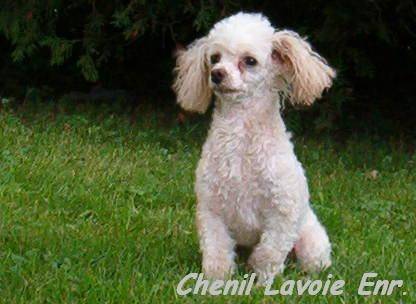 Mégane décédé - Caniche (3 ans)