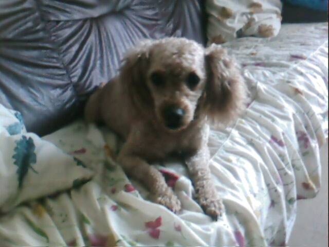 popey - Caniche Mâle (9 ans)