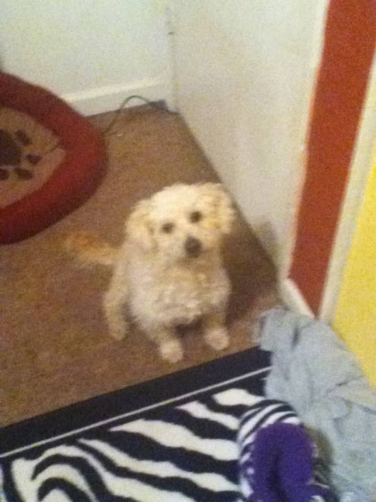 Brownie ( Flakes ] - Caniche Mâle (4 ans)