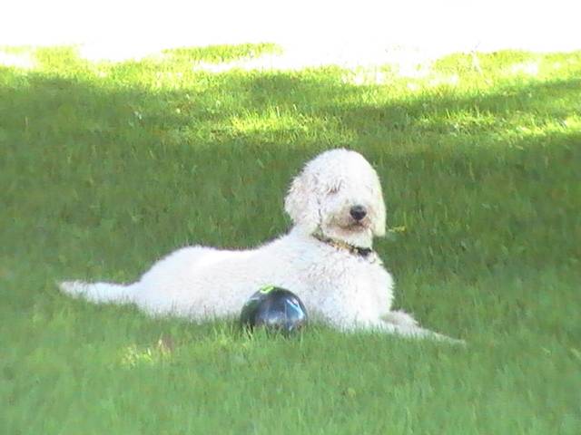 Fanny - Caniche (2 ans)