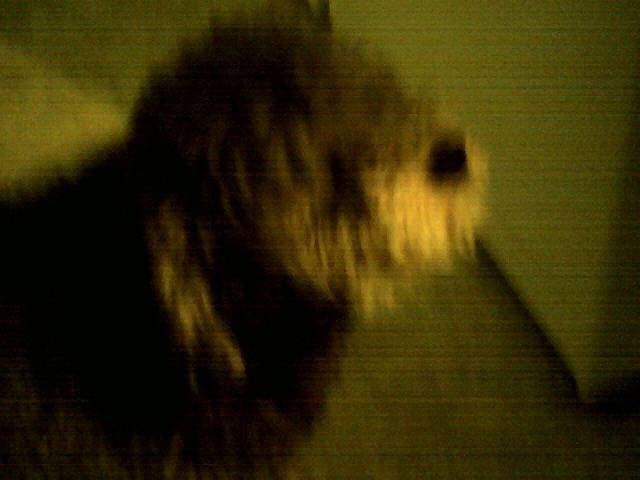 Bouclette - Caniche (5 ans)
