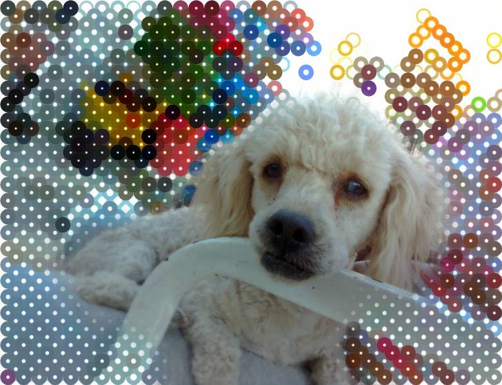 Camilo - Caniche Mâle (2 ans)