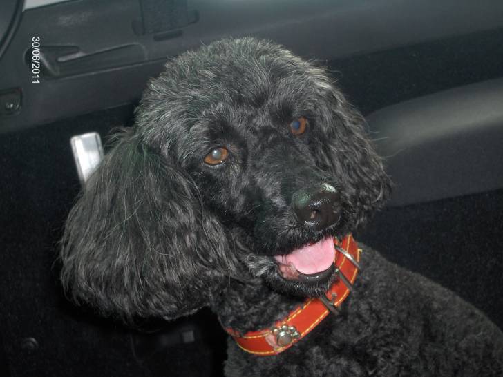 Spote - Caniche (8 ans)