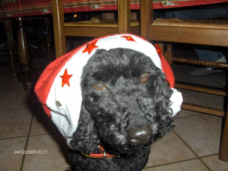 Spote - Caniche (8 ans)