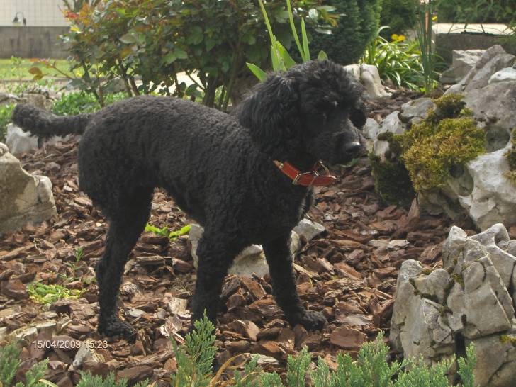 Spote - Caniche (8 ans)