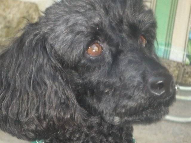 Spote - Caniche (8 ans)