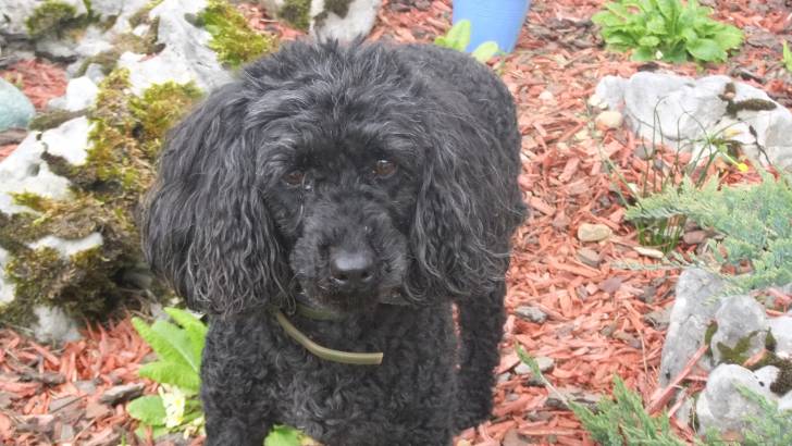 Spote - Caniche (8 ans)