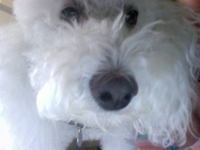 Sam - Caniche Mâle (5 ans)