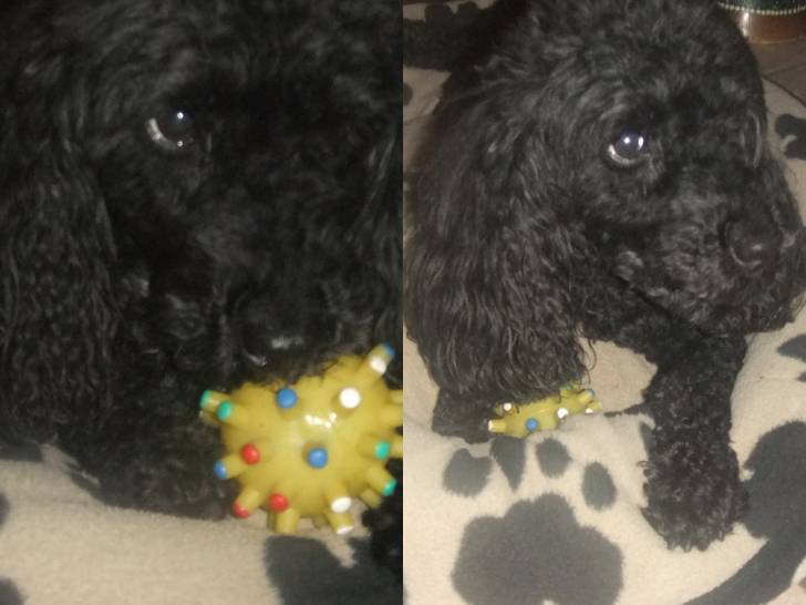 Spote - Caniche (8 ans)