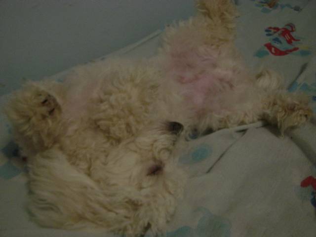Foxglove - Caniche Mâle (10 mois)