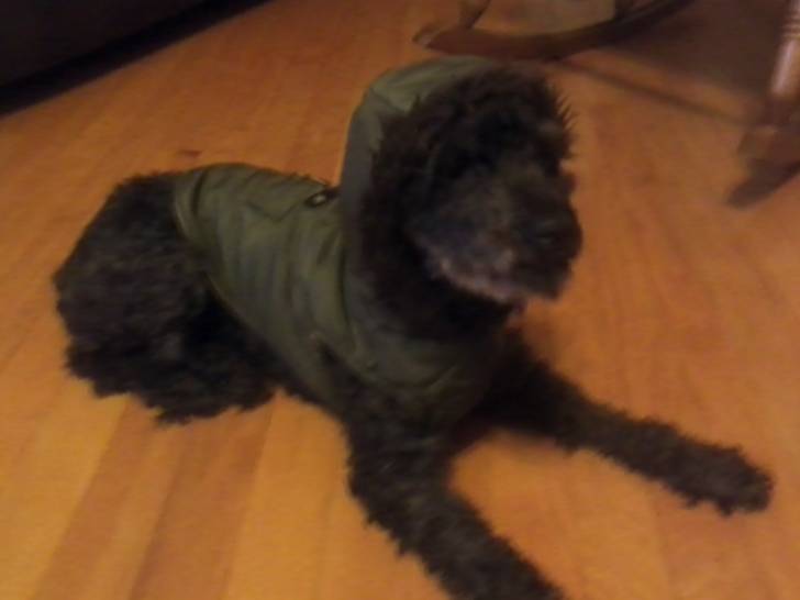Bridgette - Caniche (9 ans)