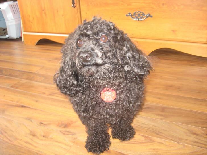 Bonny - Caniche Mâle (3 ans)