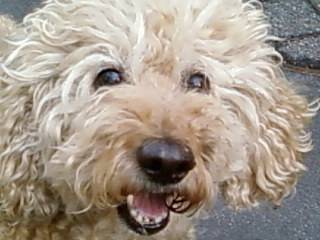 Rouky - Caniche Mâle (8 ans)